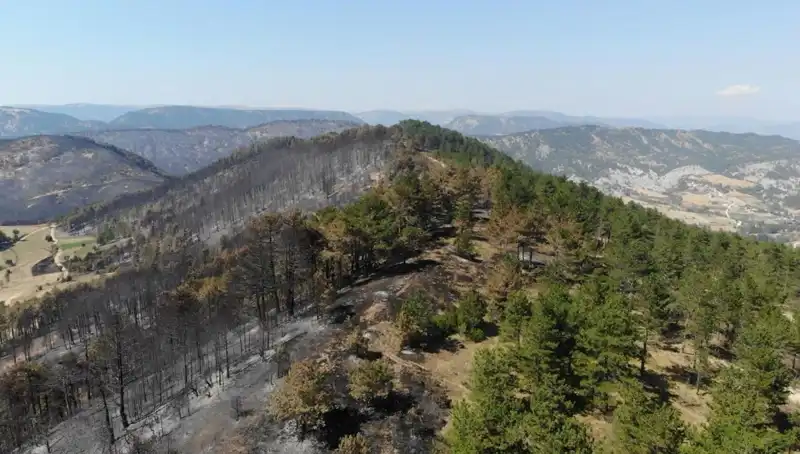 Bolu'da Yeşil Gelecek İçin 5 Milyondan Fazla Fidan Toprakla Buluşuyor