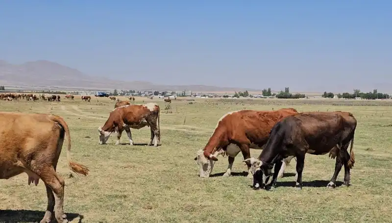 Arin Gölü’nde Su Krizi: Yerel Topluluklar İçin Zor Günler Başladı!