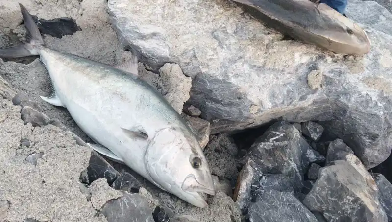 Oltayla Yakalanan 65 Kilo Balık, 18 Bin TL’ye Satıldı!