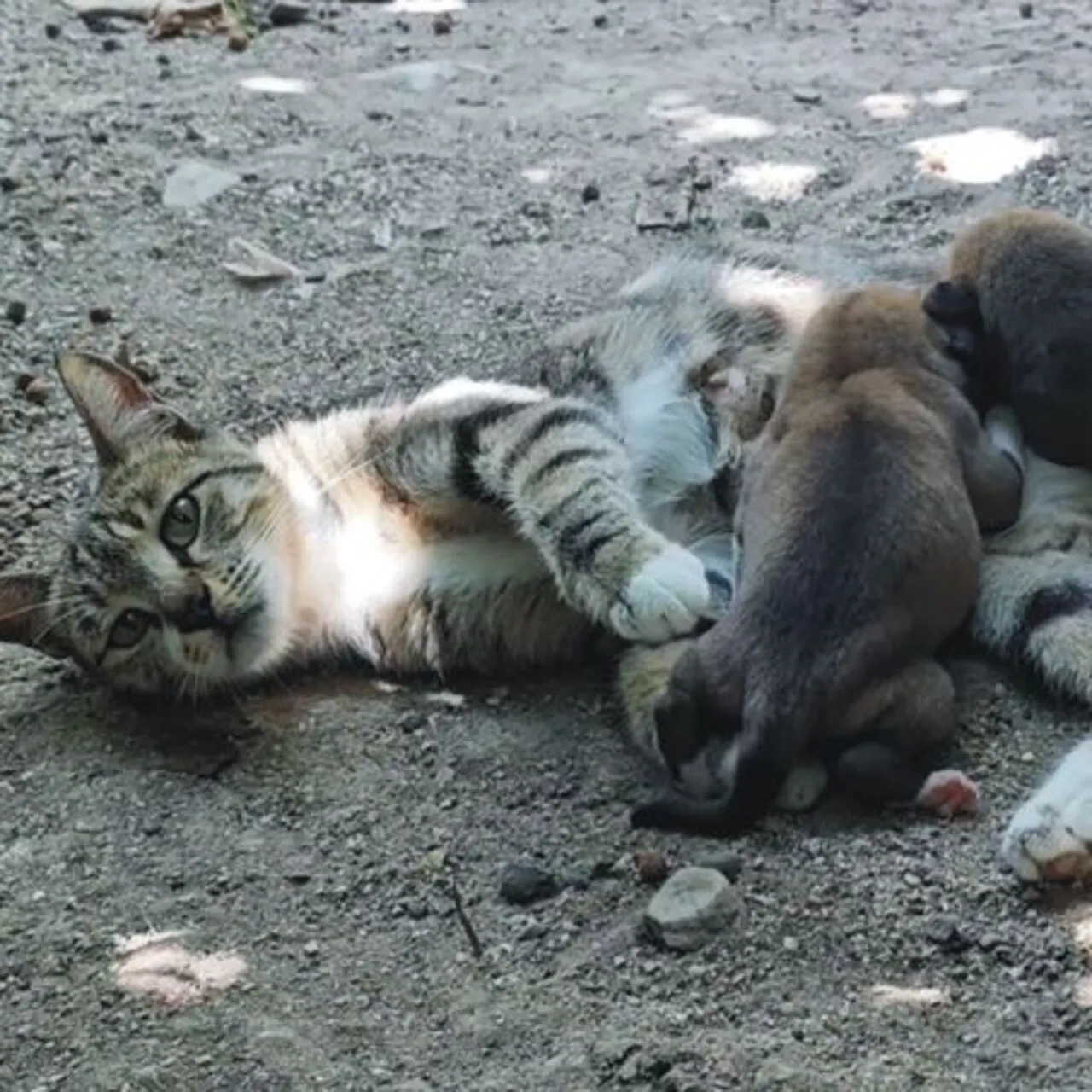 Kedi, 2 Yavru Köpeğe Sütanne Oldu: Hayvanseverleri Duygulandıran Hikaye