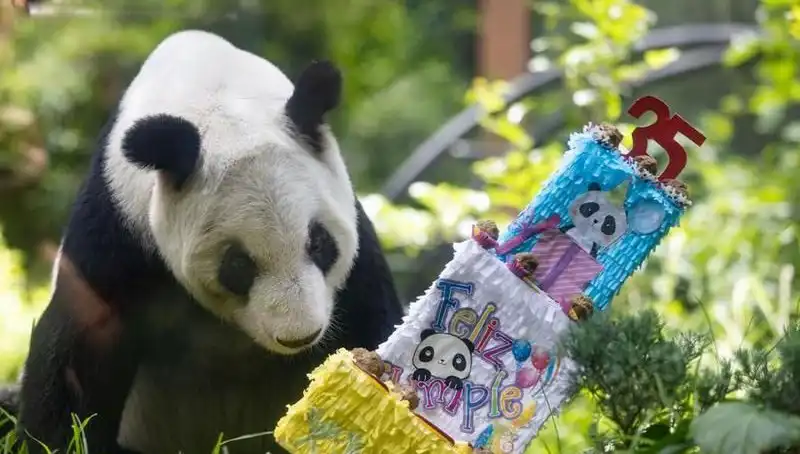 35 Yaşındaki Dev Panda Xin Xin'in Mükemmel Kutlaması: Hayvan Severler İçin Unutulmaz Anlar