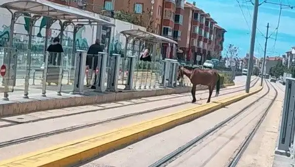 Eskişehir Tramvay Raylarında Başbölük At Gezintisi!