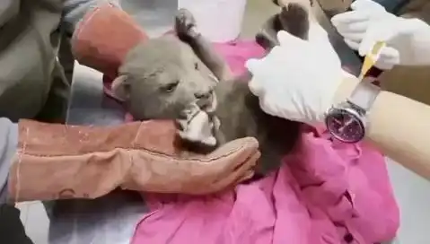 Karabük'te Sıra Dışı Bir Olay: Yavru Bozayı Bulundu!