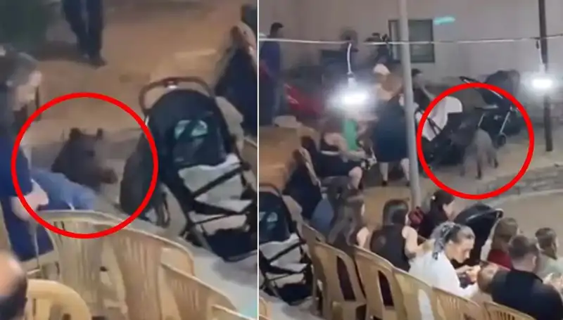Yaban Domuzu Düğün Törenini Bastı: Eğlence Yerini Paniğe Dönüştürdü