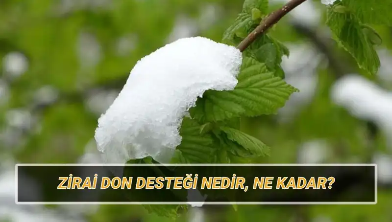 Zirai Don Destekleri: Kimler Yararlanacak ve Ne Kadar Alacak?