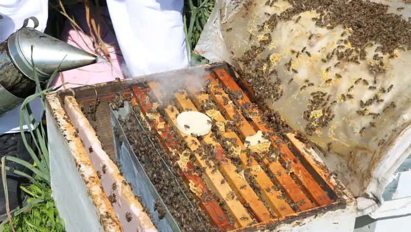 Ata Mesleği Arıcılığı Sürdüren Genç: 800 Kovanda Bal Üretip Yurt Dışına Satıyor