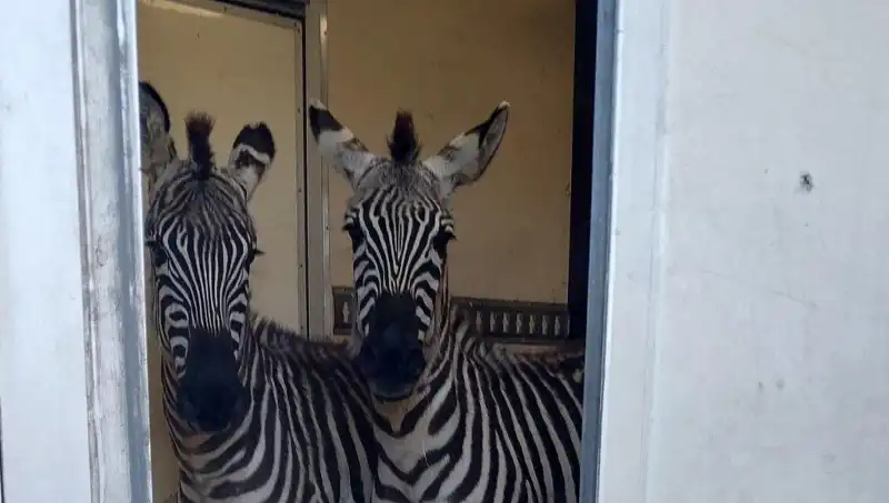 Sınırda İnanılmaz Yakalama: Minibüsten Çıkan Zebra ve Maymunlar