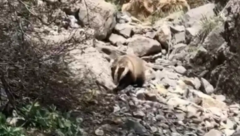 Batman’da Nesli Tükenmekte Olan Yırtıcı Kuşun Görüntüleri, Doğa Severleri Heyecanlandırdı