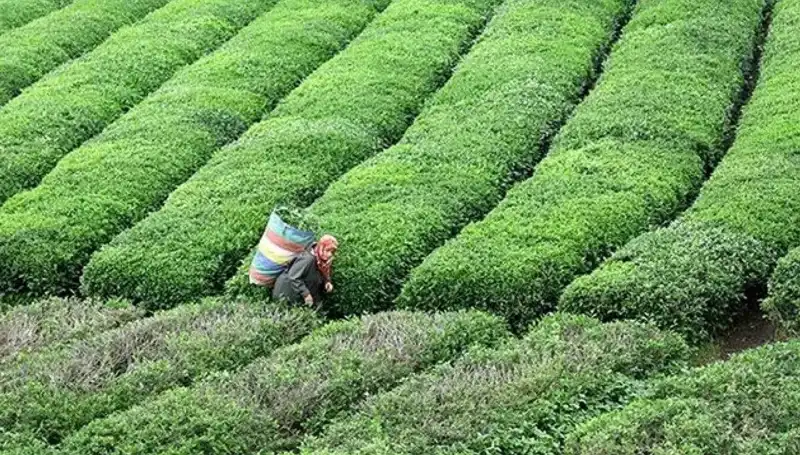 ÇAYKUR'un Bayramda Sürdüreceği Yaş Çay Alımı ile Çiftçilere Destek