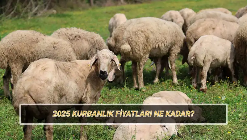 2025 Kurbanlık Fiyatları: Büyükbaş ve Küçükbaş Kurban Kesimi Rehberi