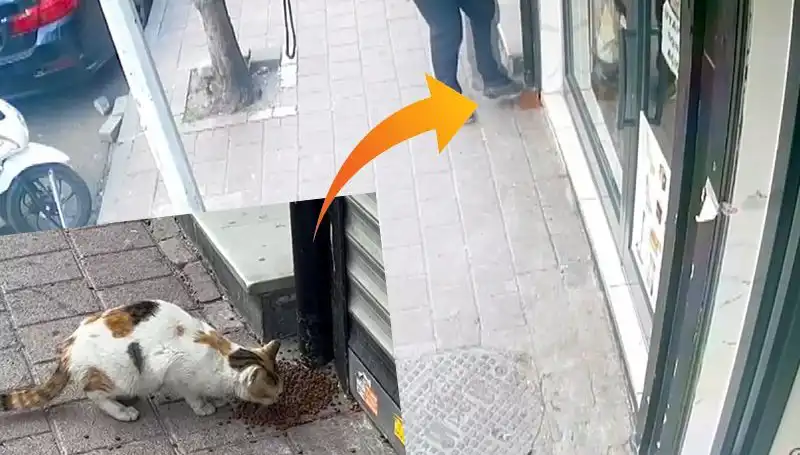 Kedilerin Mamalarını Dağıtan Gizemli Şahıs Kim?