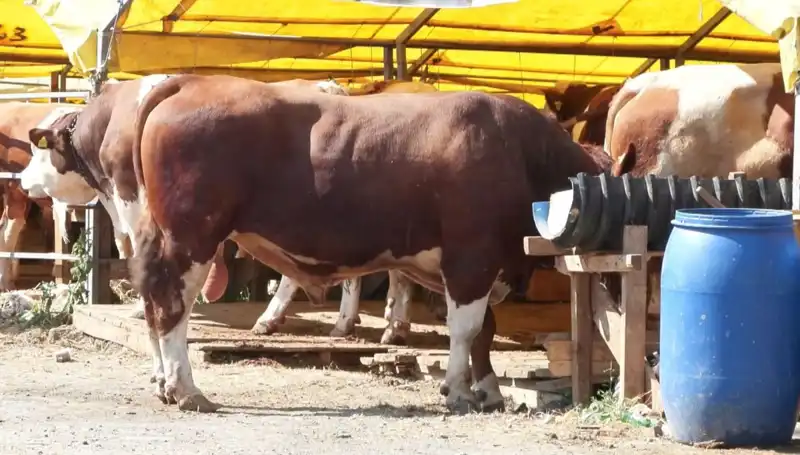 Kurban Pazarlarında Harekete Geçen Talep: Bu Yıl Ne Farklı?