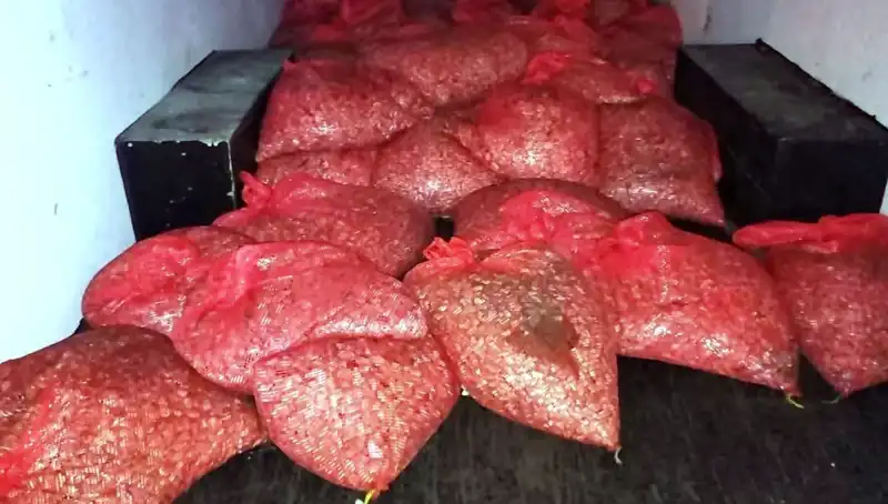 Samsun'da 1,5 Ton Kaçak Midye Operasyonu: Sağlık Tehlikesi ve Yasal Süreç