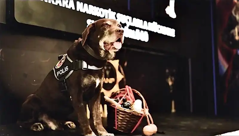 Ankara Emniyeti'nin Kahramanı 'Toma': Narkotik Köpeği 11 Yıl Sonra Emekli Oldu