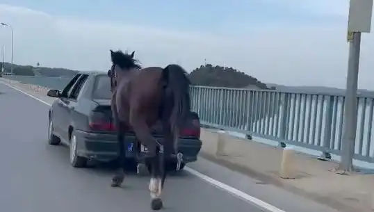 Adana'da Atı Eziyet Eden Kişi Tutuklandı: Hayvan Hakları Alarm Veriyor