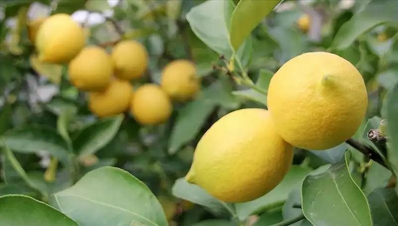Limon Fiyatlarındaki Çığır Açan Artış: 24 Lira ile Rekor Kırıldı