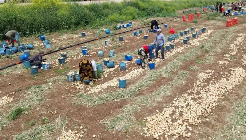 Soğan Hasadı Başladı: Fiyatlar Düşüşe Geçti, Üreticiler Ne Diyor?