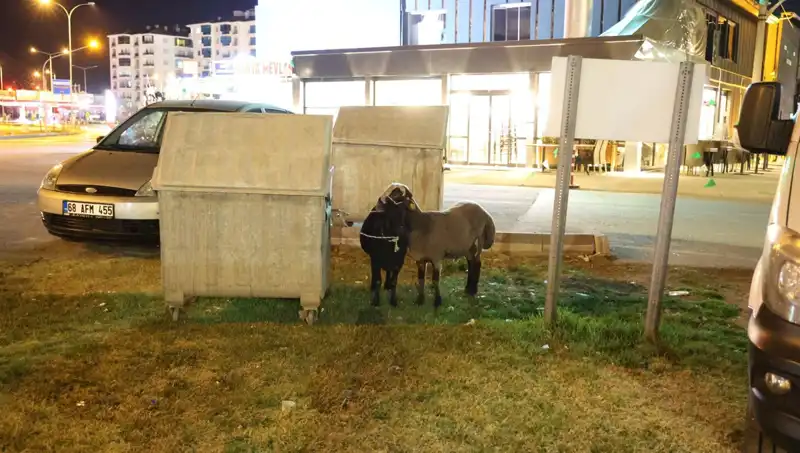 Yola Düşen "Mor Karaman" Koyunları: Doğa ve İnsan Arasında Bir Dram