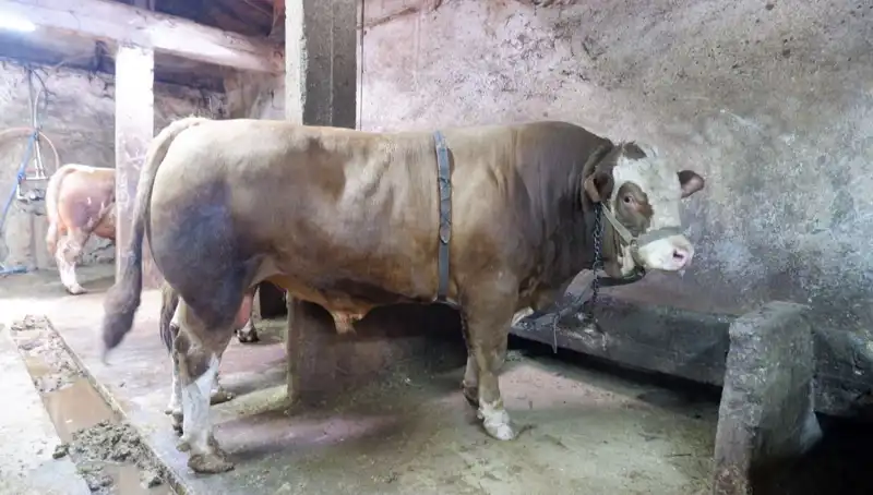 1 Ton 200 Kilo Hazine: Rekor Fiyatla Satışa Çıktı!