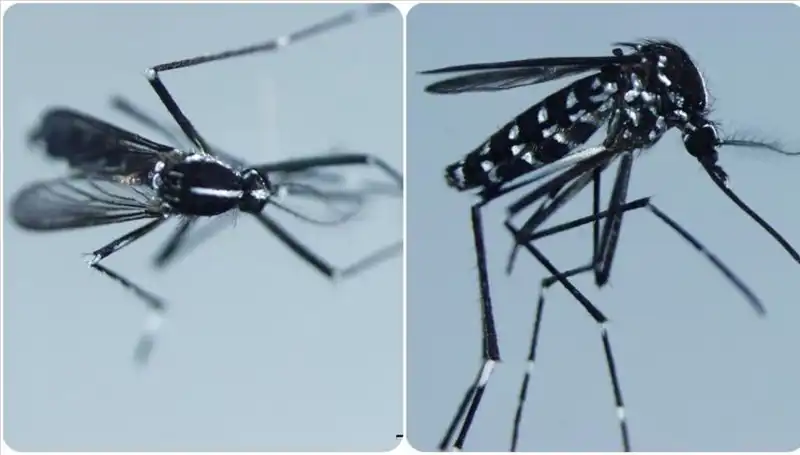 Chikungunya Virüsü: Belirtileri ve Etkilediği Ülkeler Neler?