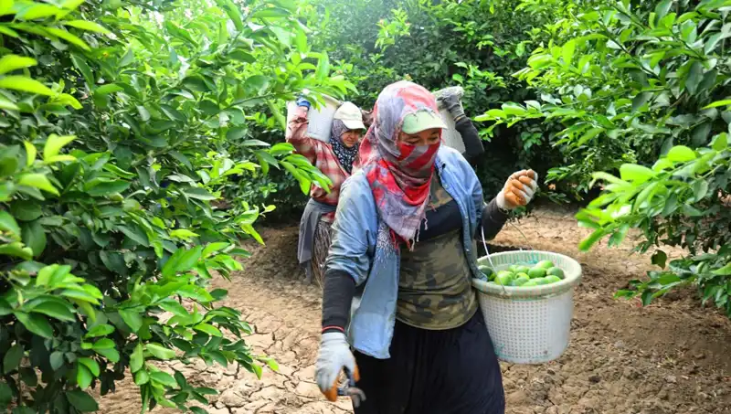 Markette Kilo Fiyatı 150 Lira: Düşüş Mü Geliyor?