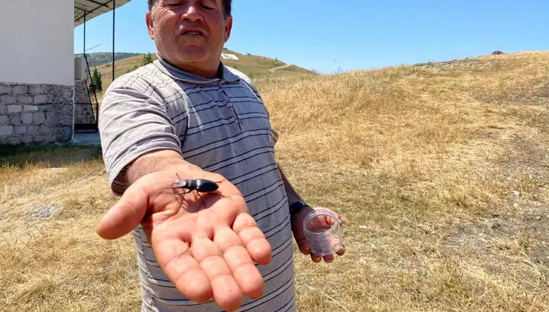 Sivas'ta Görülen Tehlikeli Böceği Öldürmenin Cezası 557 Bin TL!