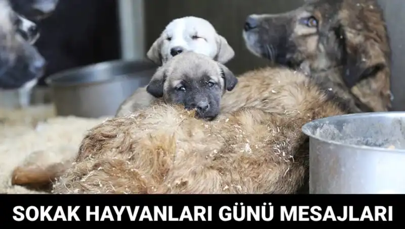 Dünya Sokak Hayvanları Günü: Sokak Hayvanlarını Unutmayın!