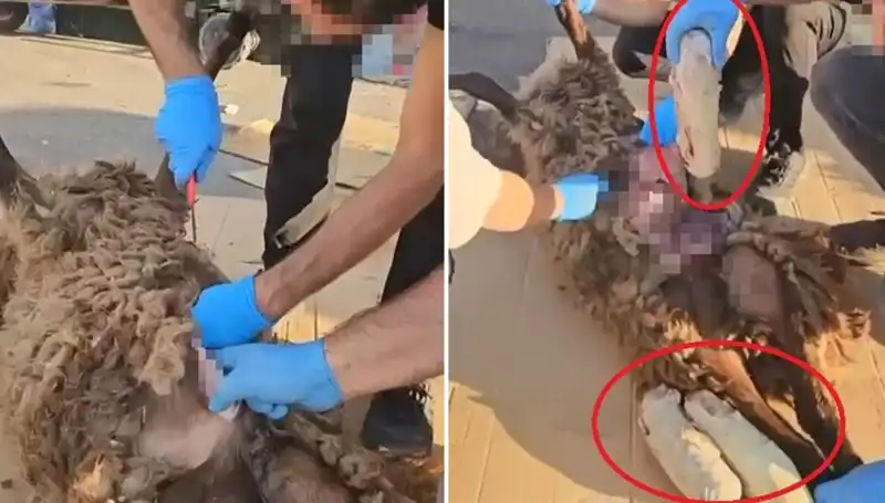 Ölü Koyunun Karnından Çıkanlar: Zehir Tacirlerinin Dehşet Verici Yeni Taktikleri