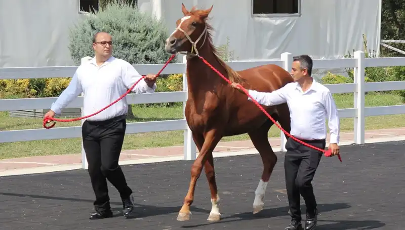 Taşkın Kral: Rekorları Zorlayan Güçlü Doğa Olayı